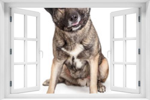 Fototapeta Naklejka Na Ścianę Okno 3D - Mixed Giant Breed Friendly Dog Sitting Looking Forward
