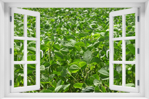 Fototapeta Naklejka Na Ścianę Okno 3D - Green soybean field