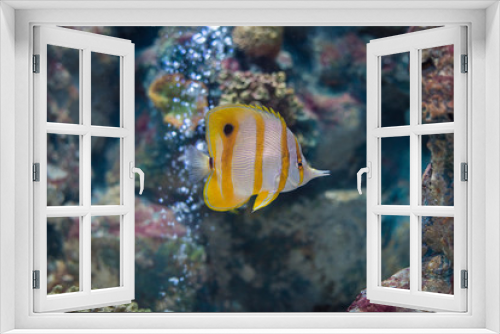 Fototapeta Naklejka Na Ścianę Okno 3D - Sea yellow fish