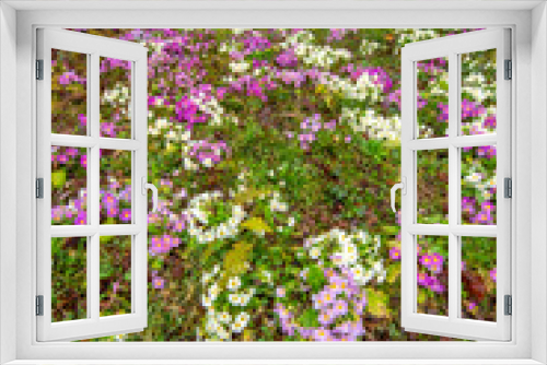 Fototapeta Naklejka Na Ścianę Okno 3D - Messengers of spring violets