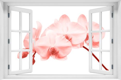 Fototapeta Naklejka Na Ścianę Okno 3D - Blooming twig of orchid.