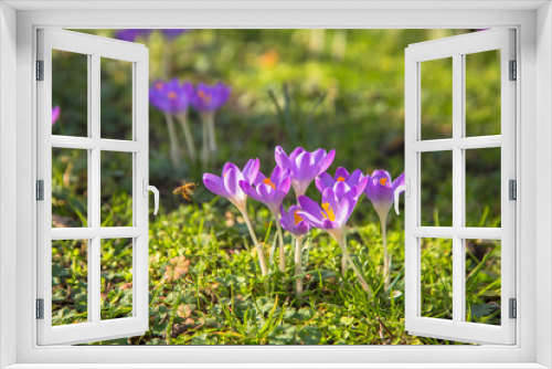 Fototapeta Naklejka Na Ścianę Okno 3D -  Colorful spring fragrant flowers crocus and green grass.