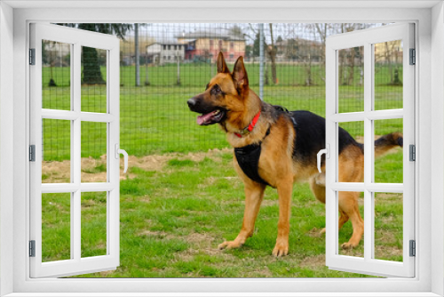 Fototapeta Naklejka Na Ścianę Okno 3D - Dog Training Lesson day for a beautiful young German Shepherd Dog. Vicenza, Italy - 17th March 2019