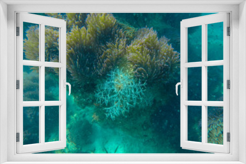 Fototapeta Naklejka Na Ścianę Okno 3D - colorful coral reef in tropical