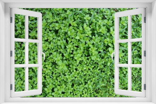 Fototapeta Naklejka Na Ścianę Okno 3D - background spring green grass