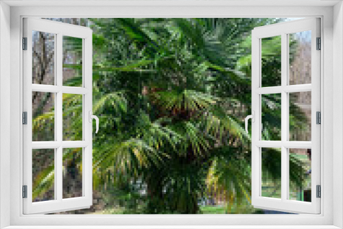 Fototapeta Naklejka Na Ścianę Okno 3D - banana tree green leaf sunny sun day italy como garden