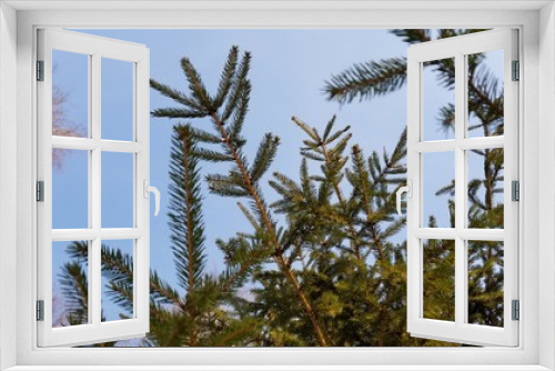 Fototapeta Naklejka Na Ścianę Okno 3D - green pine branches of a tree
