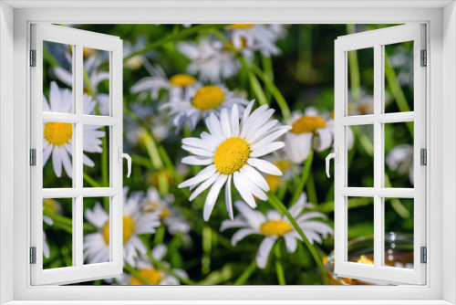 Fototapeta Naklejka Na Ścianę Okno 3D - White, field chamomile, close-up.