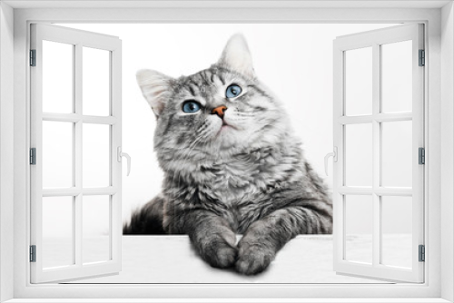 Fototapeta Naklejka Na Ścianę Okno 3D - Funny large longhair gray tabby cute kitten with beautiful blue eyes. Pets and lifestyle concept. Lovely fluffy cat on grey background.