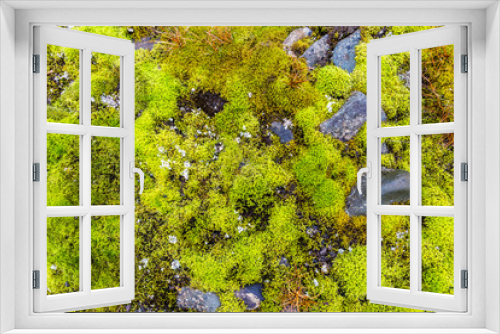 Fototapeta Naklejka Na Ścianę Okno 3D - green mosses, light grass, lichens, covered Rocks, little blossoms in fall. This is the only vegetation on Svalbard, Arctic, Norway Amazing natural background with beautiful vegetation of mountains.