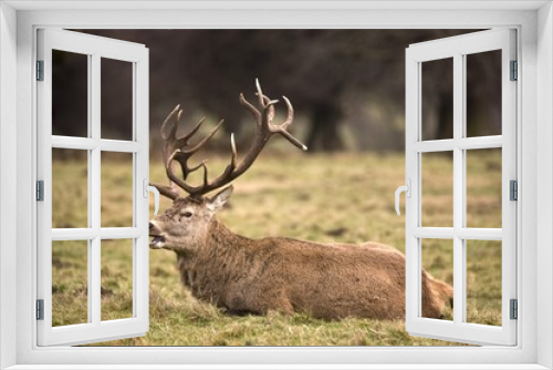 Fototapeta Naklejka Na Ścianę Okno 3D - Male Deer, Yorkshire, England