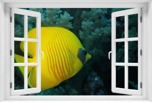 Fototapeta Naklejka Na Ścianę Okno 3D - Tauchgang im Roten Meer