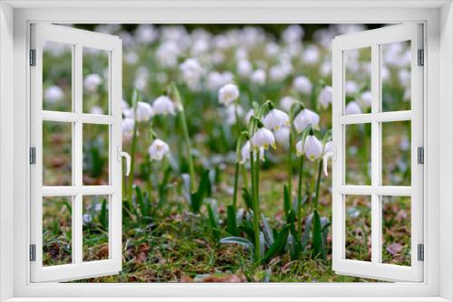Fototapeta Naklejka Na Ścianę Okno 3D - spring white flowers - snowflakes