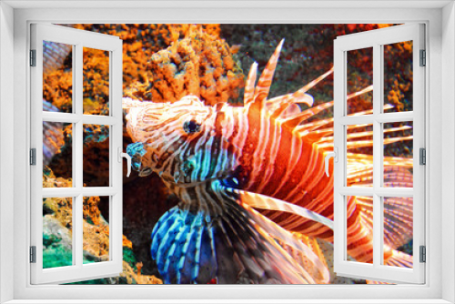 Fototapeta Naklejka Na Ścianę Okno 3D - tropical fish in aquarium