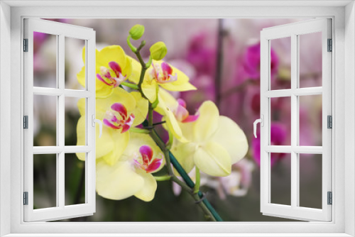 Fototapeta Naklejka Na Ścianę Okno 3D - Beautiful blooming tropical orchid on blurred background, closeup