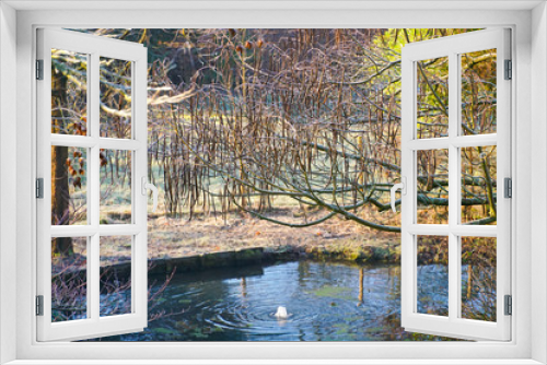 Fototapeta Naklejka Na Ścianę Okno 3D - Winter at the pond in natural beautiful garden. A landscape view on a summer morning in frost & sunlight of a garden, plant borders, green frosty grass lawn brown.