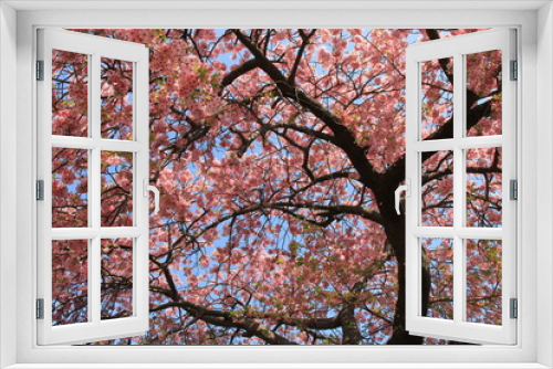 Fototapeta Naklejka Na Ścianę Okno 3D - 満開の河津桜(静岡県)