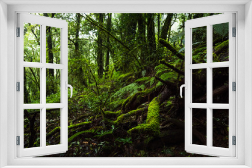 Fototapeta Naklejka Na Ścianę Okno 3D - Fern, moss on tree plant in tropical rain forest