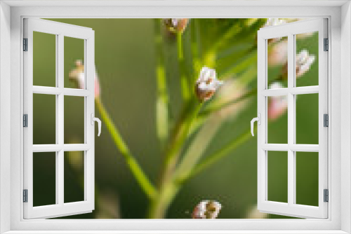 Fototapeta Naklejka Na Ścianę Okno 3D - tiny white flowers