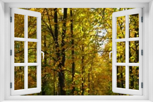 Fototapeta Naklejka Na Ścianę Okno 3D - the beautiful autumn forest in bright yellow colors