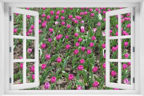 Fototapeta Naklejka Na Ścianę Okno 3D - Bright pink flowers of tulips in spring
