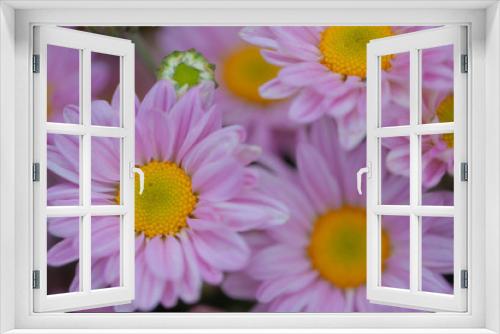 Fototapeta Naklejka Na Ścianę Okno 3D - Colorful flowers chrysanthemum for background,Abstract,texture,Soft and Blurred style.postcard.