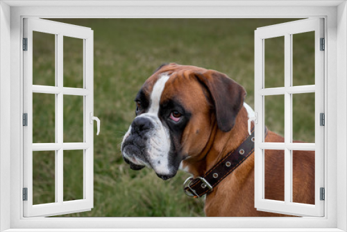 Fototapeta Naklejka Na Ścianę Okno 3D - Dog breed German boxer