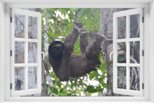 Fototapeta Naklejka Na Ścianę Okno 3D - Paresseux Bocas del Toro Panama - Sloth Carenero island Panama