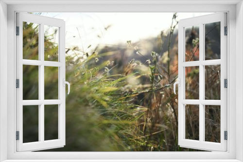 Fototapeta Naklejka Na Ścianę Okno 3D - natural grass in the wind