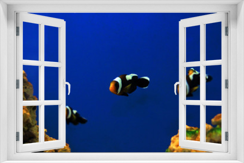 Fototapeta Naklejka Na Ścianę Okno 3D - Saddleback Clownfish - (Amphiprion polymnus)
