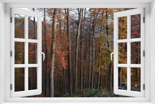 Fototapeta Naklejka Na Ścianę Okno 3D - Autumn forest nature. Vivid morning in colorful forest with sun rays through branches of trees. Scenery of nature with sunlight.savsat/artvin/turkey