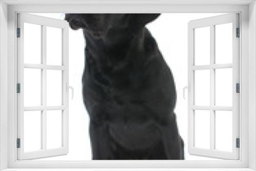 Fototapeta Naklejka Na Ścianę Okno 3D - Black Labrador Dog