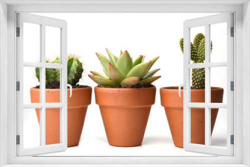 Fototapeta Naklejka Na Ścianę Okno 3D - Potted cactus isolated on white background