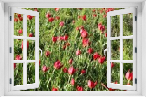 Fototapeta Naklejka Na Ścianę Okno 3D - close up of red poppy flowers in a field .oltu/erzurum/turkey