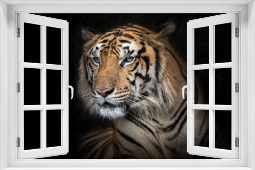 Fototapeta Naklejka Na Ścianę Okno 3D - Indochina tiger face on a black background.