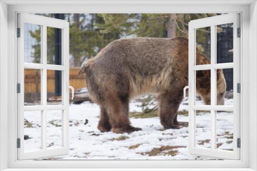 Fototapeta Naklejka Na Ścianę Okno 3D - Bear taking a poop in zoo