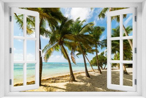 Fototapeta Naklejka Na Ścianę Okno 3D - White sand and coconut palms in Bois Jolan beach in Guadeloupe