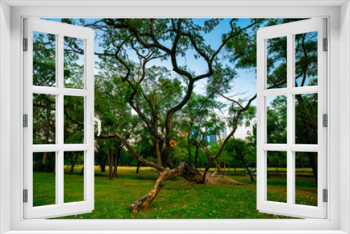 Fototapeta Naklejka Na Ścianę Okno 3D - Green park sunset with meadow and tree