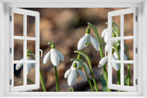Fototapeta Naklejka Na Ścianę Okno 3D - snowdrop spring beauty