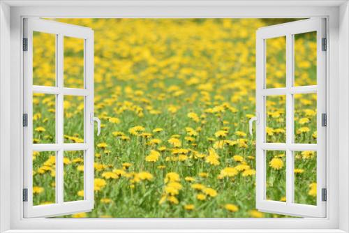 Fototapeta Naklejka Na Ścianę Okno 3D - field of yellow flowers