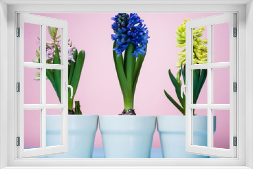 Fototapeta Naklejka Na Ścianę Okno 3D - Hyacinths in blue pots on a pink background.