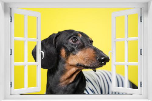 Fototapeta Naklejka Na Ścianę Okno 3D - Amazing portrait dachshund dog, black and tan,on yellow background. Cute pet face