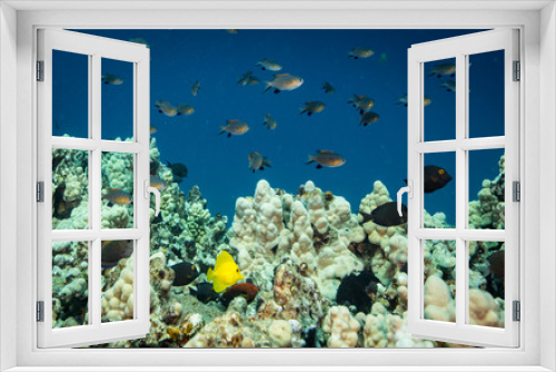 Fototapeta Naklejka Na Ścianę Okno 3D - Coral reef scene and tropical fish