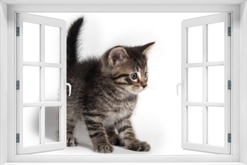 Fototapeta Naklejka Na Ścianę Okno 3D - Cute tabby kittn with paw up