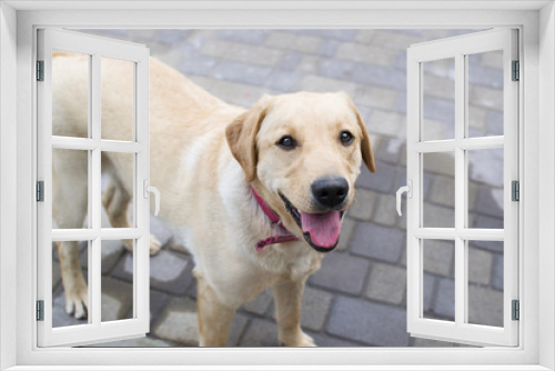 Fototapeta Naklejka Na Ścianę Okno 3D - pedigree dog lobrador fawn color looks in the frame standing on the pavement