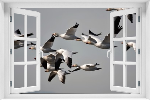 Fototapeta Naklejka Na Ścianę Okno 3D - 白雁　ハクガン　Snow 　Goose