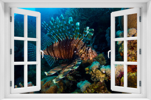Fototapeta Naklejka Na Ścianę Okno 3D - Lionfish in the red sea in egypt