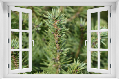 Fototapeta Naklejka Na Ścianę Okno 3D - Dwarf Alberta spruce