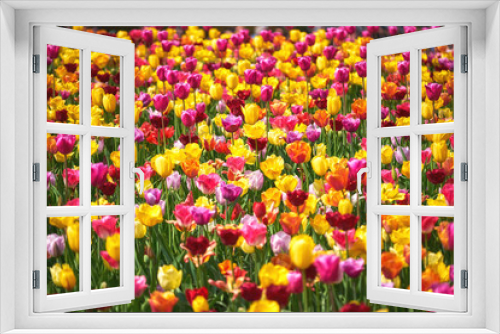 Fototapeta Naklejka Na Ścianę Okno 3D - Colorful tulips blooming in the garden