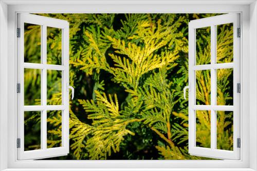 Fototapeta Naklejka Na Ścianę Okno 3D - Yellow-green texture of natural greenery. Background of the needles of Thuja occidentalis. Macro of needles in focus, the background is blurred. Nature concept for design